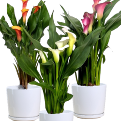 Calla Lily